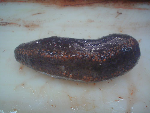 Sea Cucumber(Cucumaria frondosa)